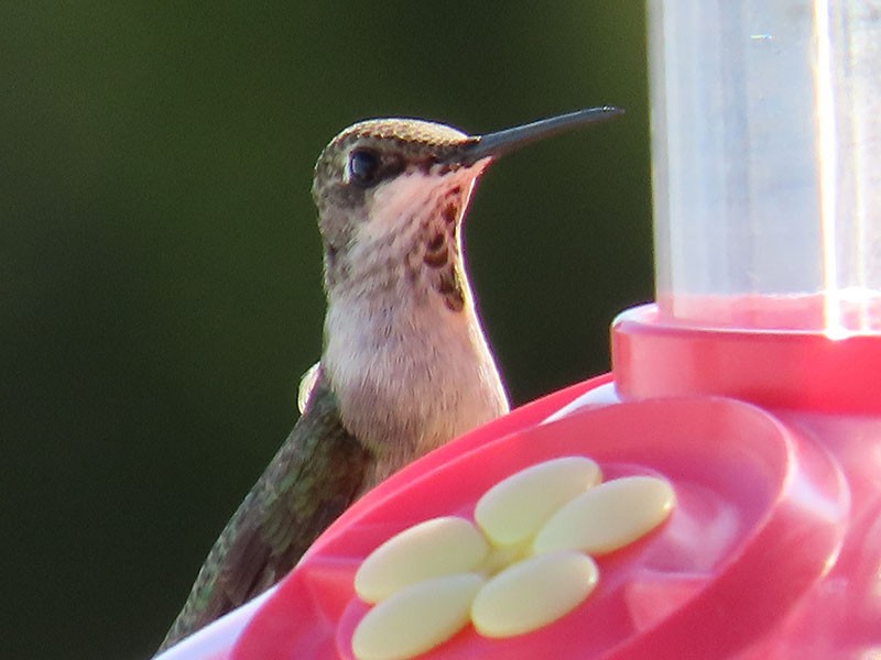 Ruby-throated Hummingbird - ML643991657