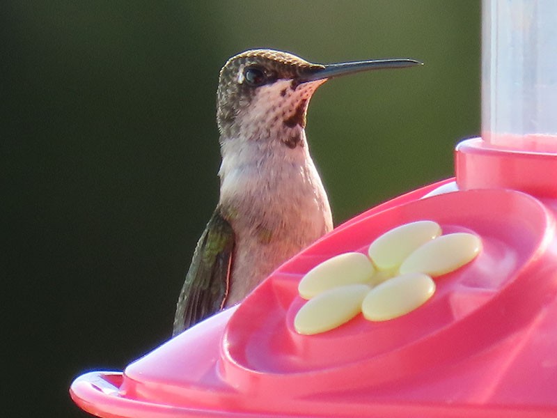 Ruby-throated Hummingbird - ML643991658
