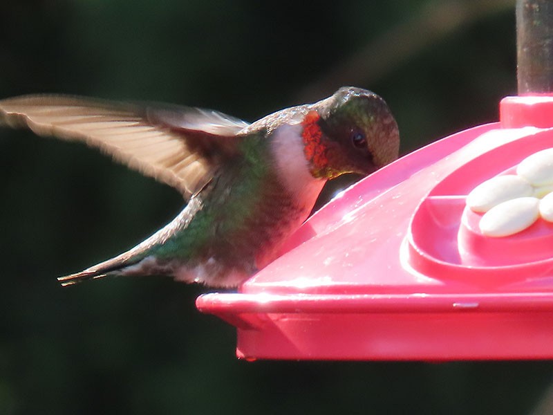 Ruby-throated Hummingbird - ML643991659