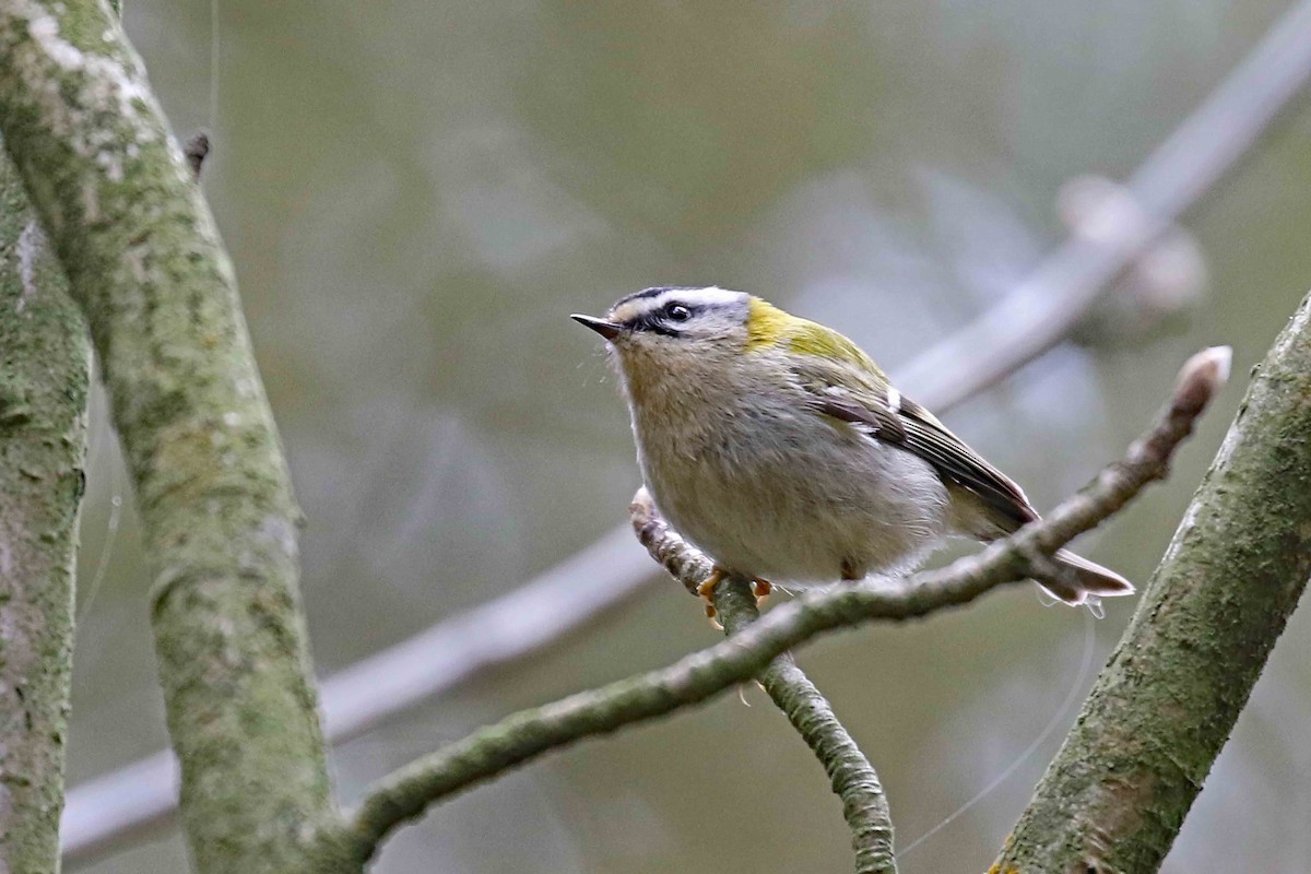 Common Firecrest - ML643991704