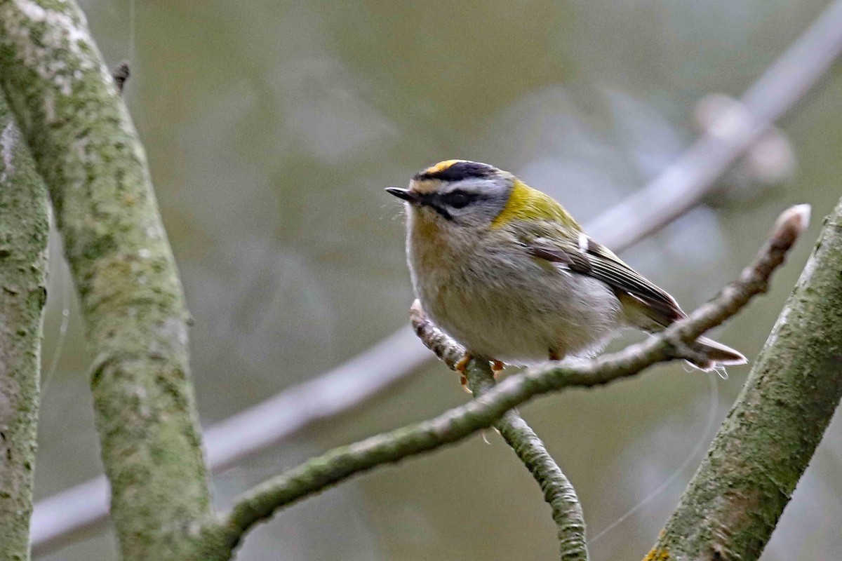 Common Firecrest - ML643991705
