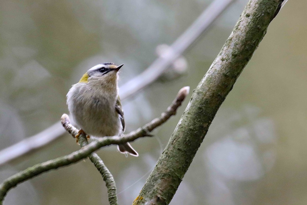 Common Firecrest - ML643991706