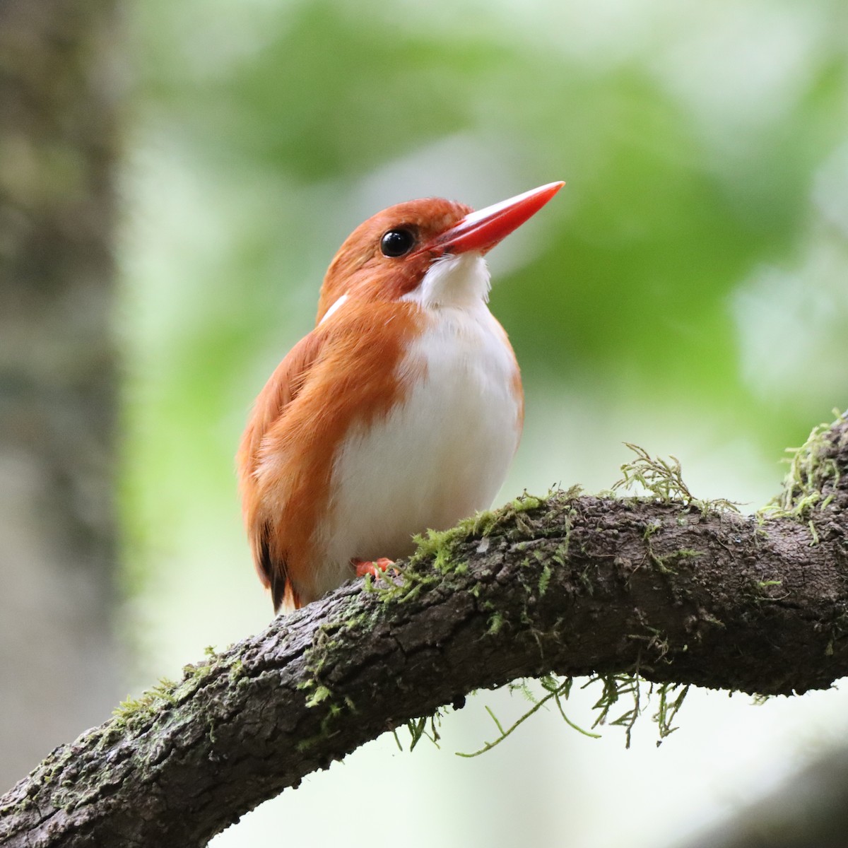 Martin-pêcheur malgache - ML643991707