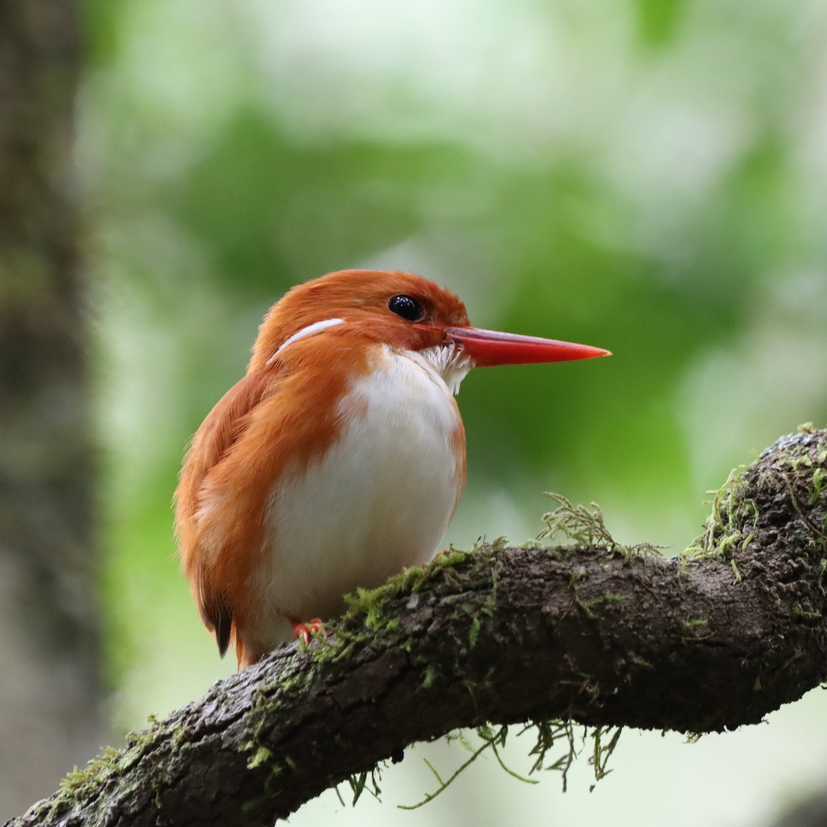 Martin-pêcheur malgache - ML643991712