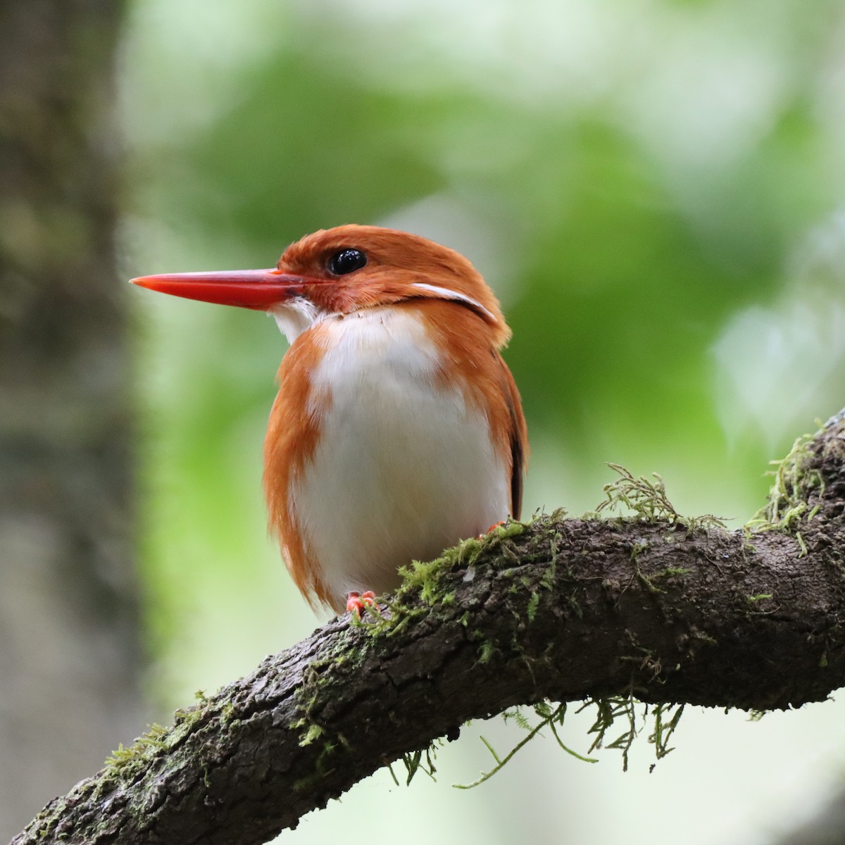 Martin-pêcheur malgache - ML643991718