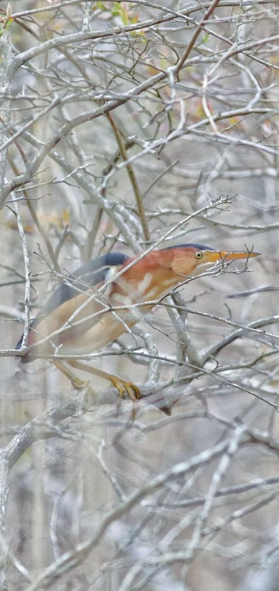 Least Bittern - ML643991719