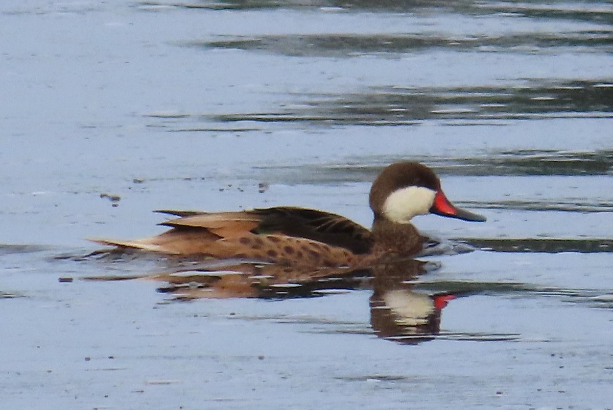 White-cheeked Pintail - ML643991726