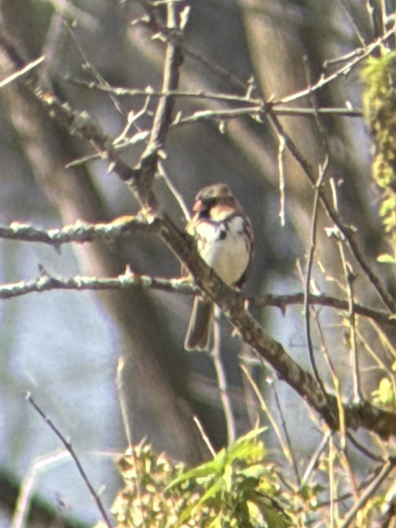 Harris's Sparrow - ML643991731
