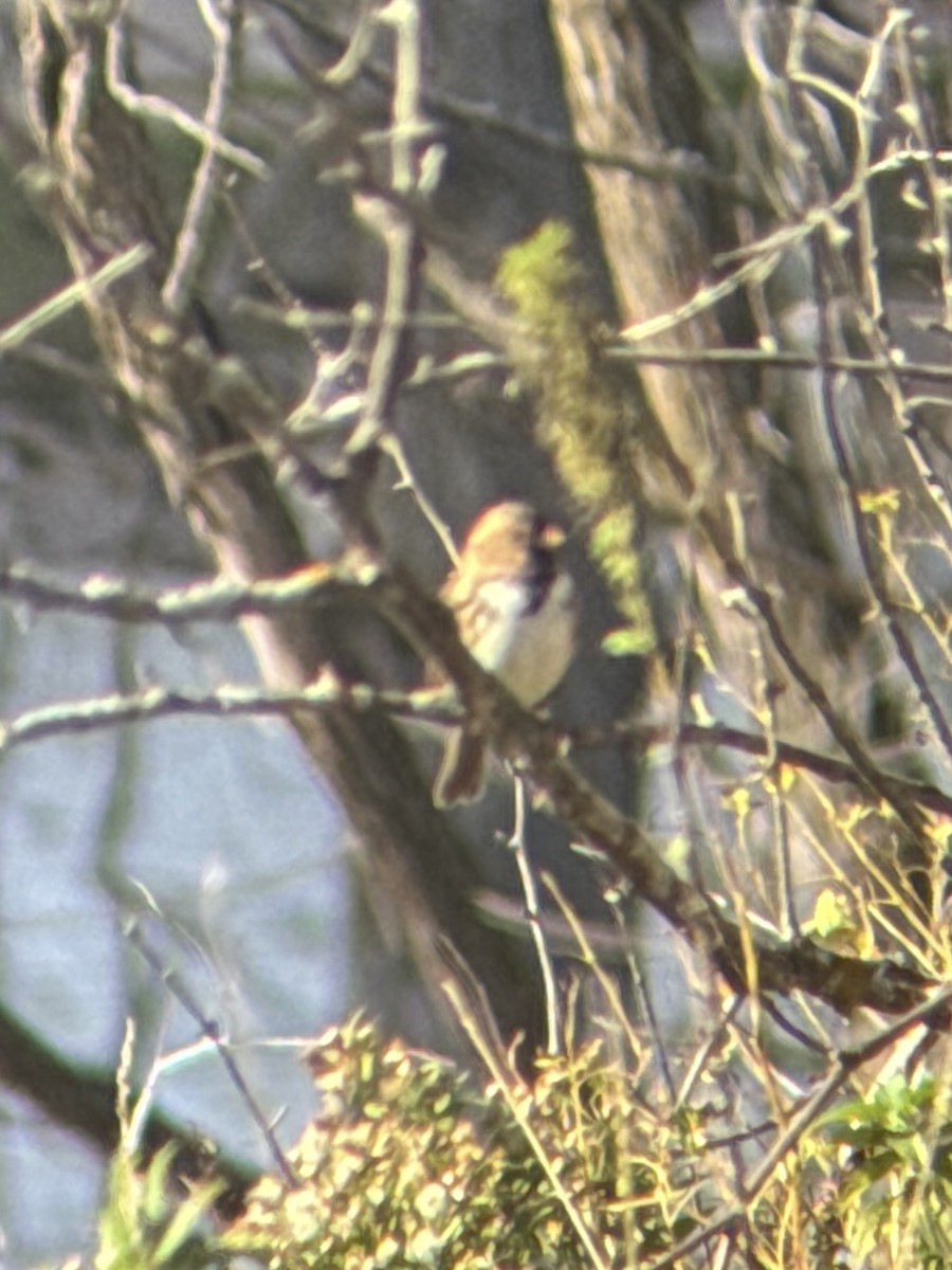 Harris's Sparrow - ML643991732