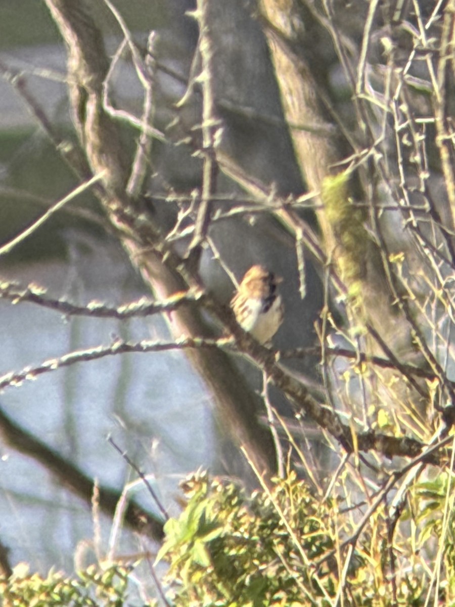 Harris's Sparrow - ML643991733
