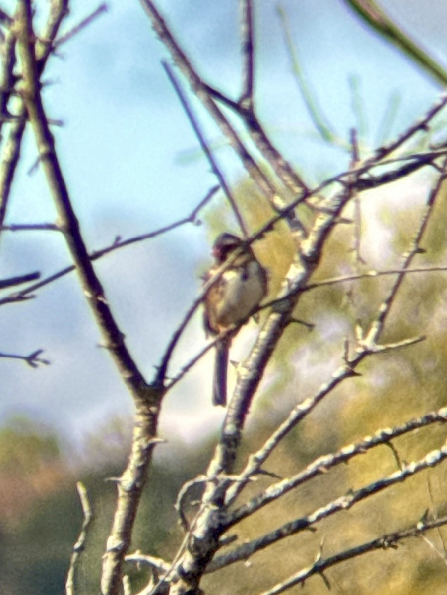 Harris's Sparrow - ML643991734
