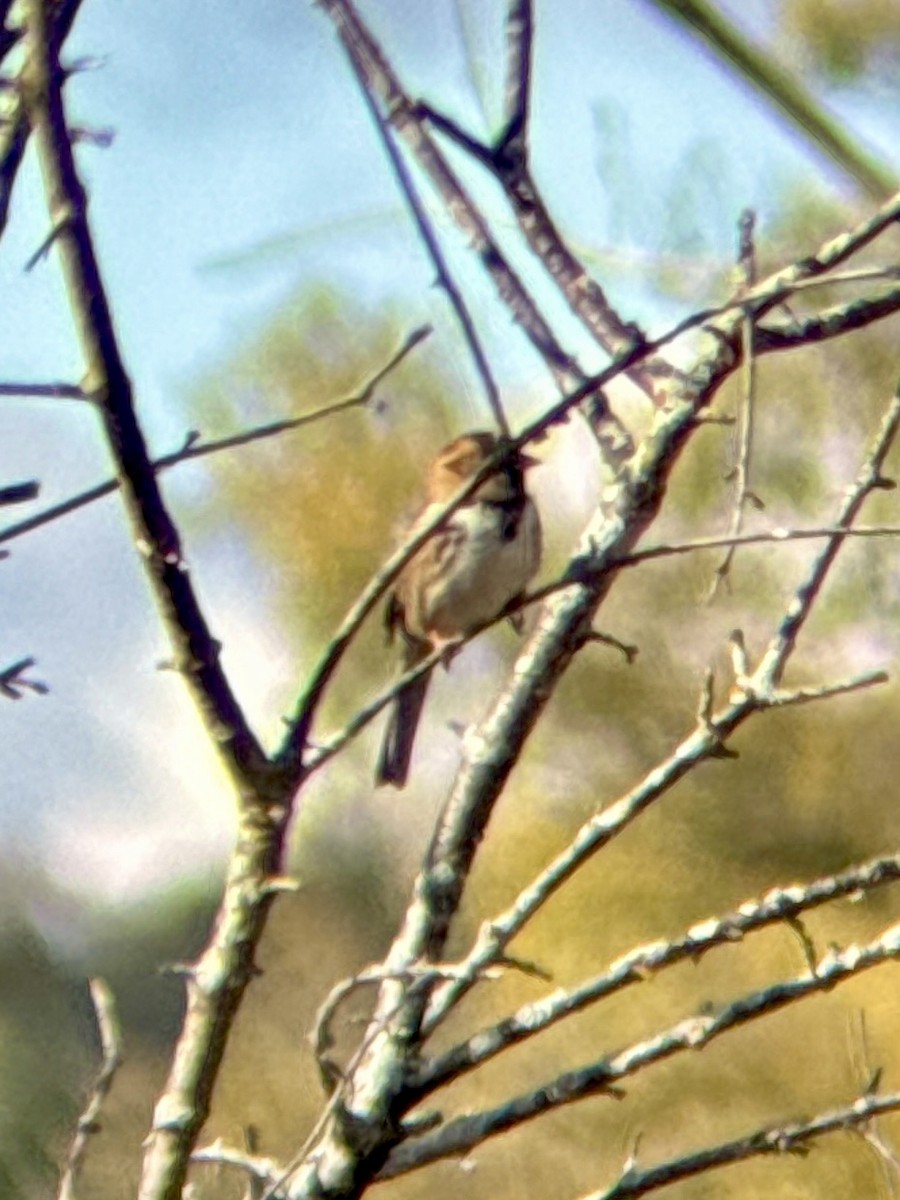 Harris's Sparrow - ML643991735