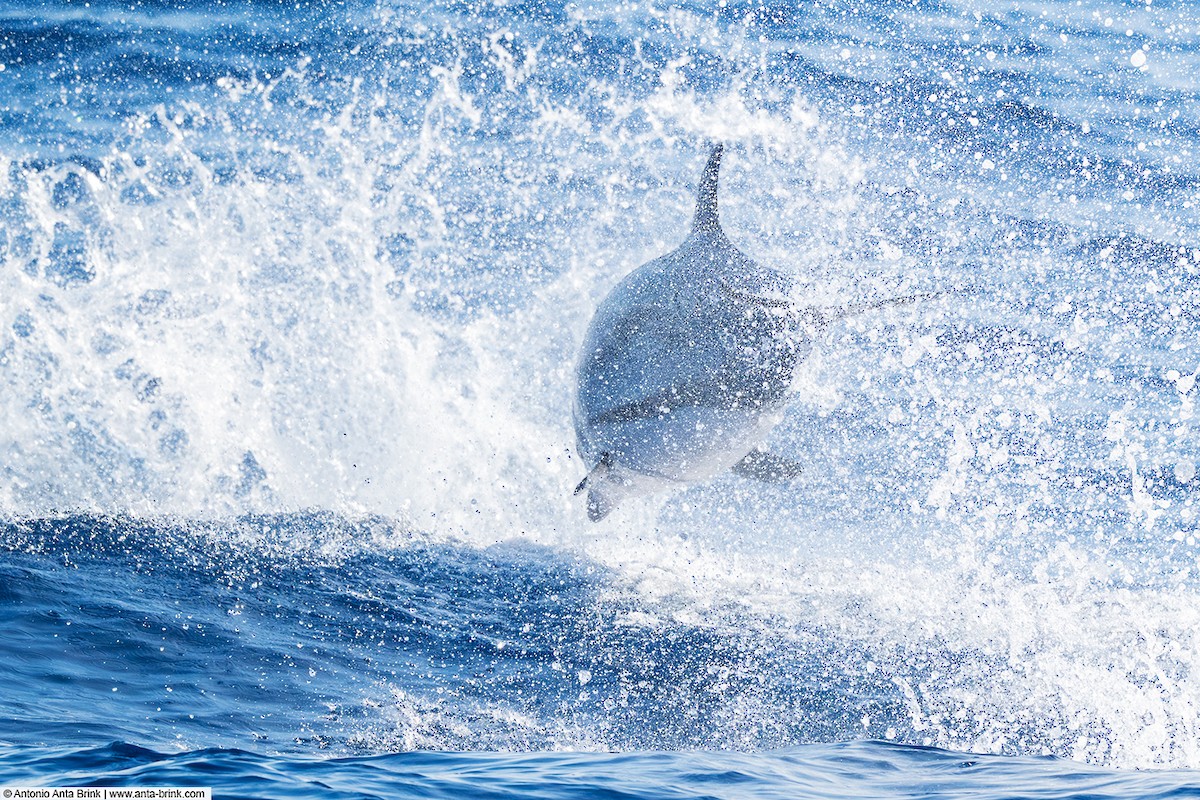 Common Bottlenose Dolphin - ML643991744