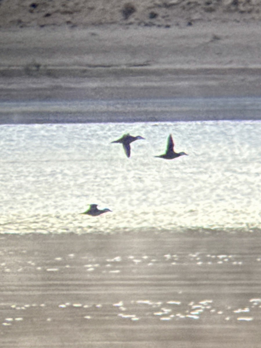 Ruddy Duck - ML643991748
