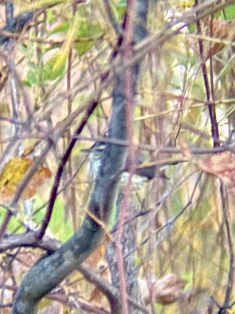 Northern Waterthrush - ML643991752