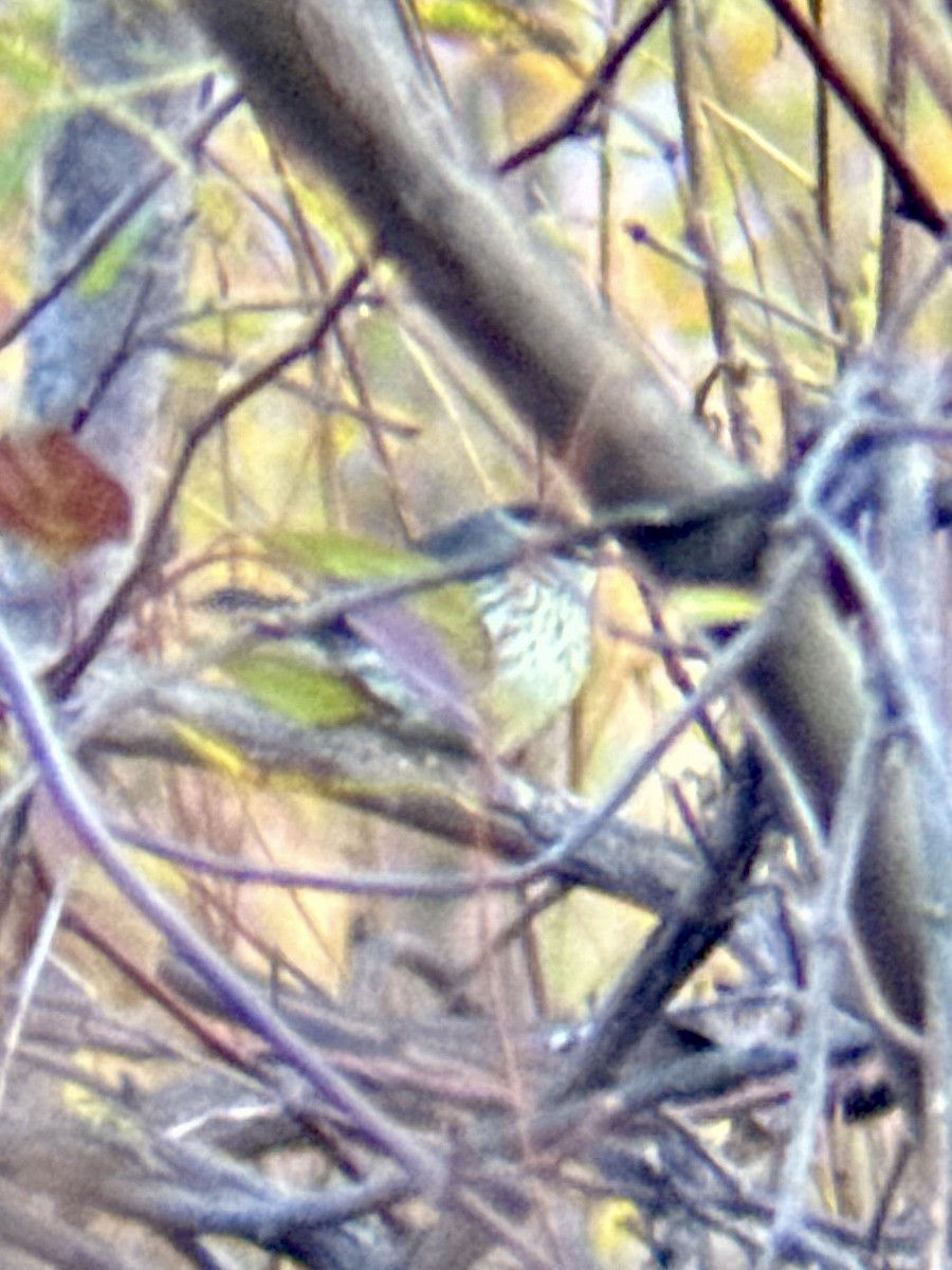 Northern Waterthrush - ML643991753