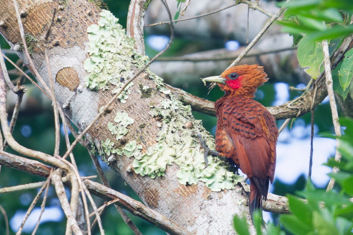 チャバネテンニョゲラ - ML643991785