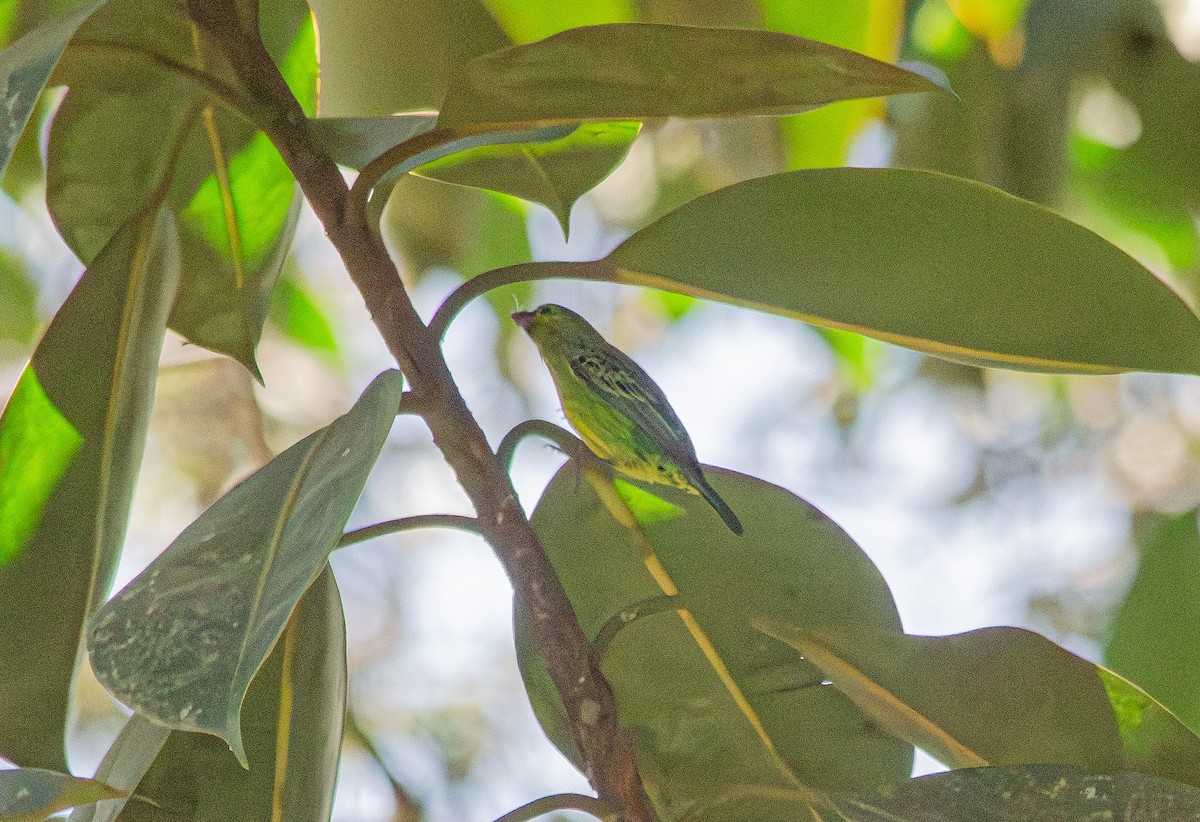 Yellow-bellied Tanager - ML643991807