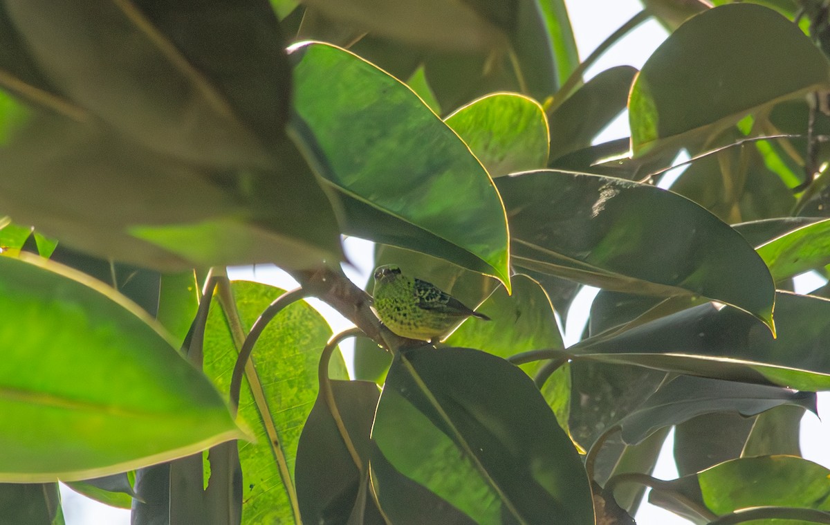 Yellow-bellied Tanager - ML643991808