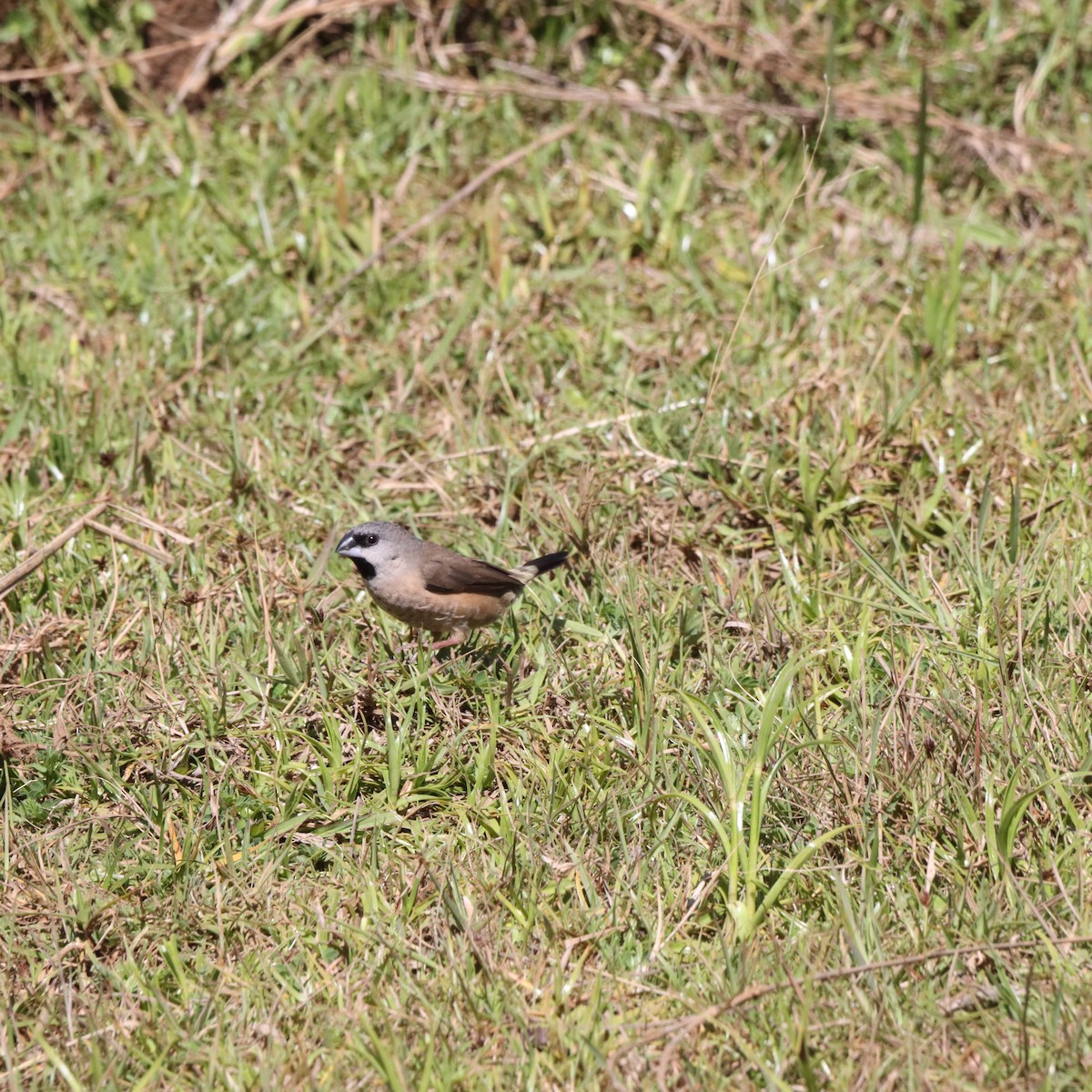 Madagascar Munia - ML643991820