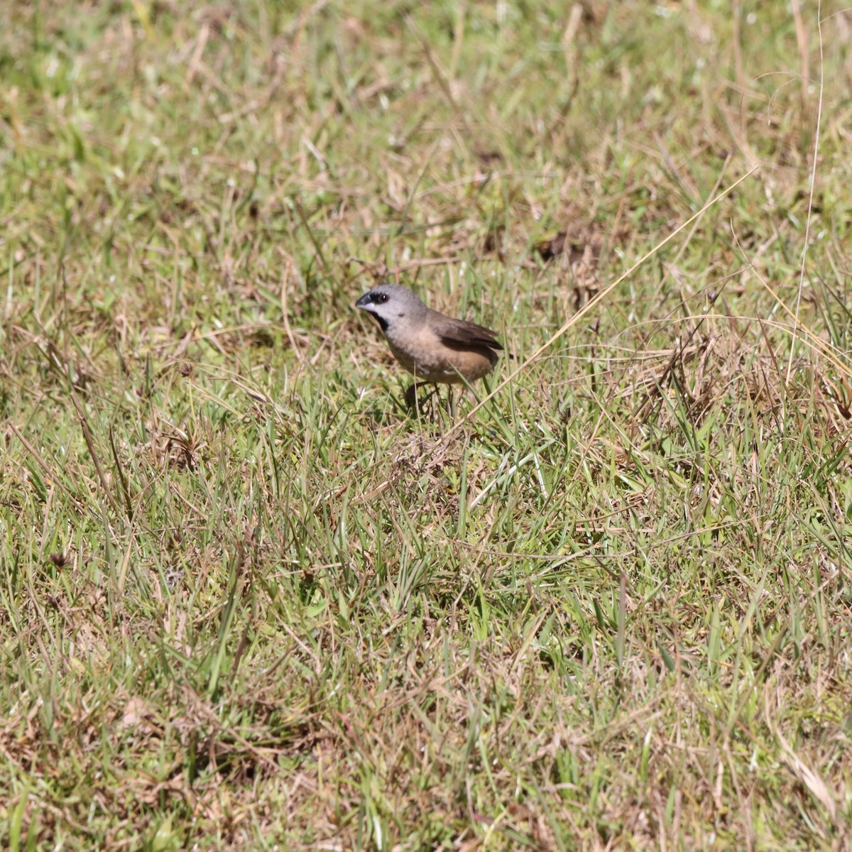 Madagascar Munia - ML643991825