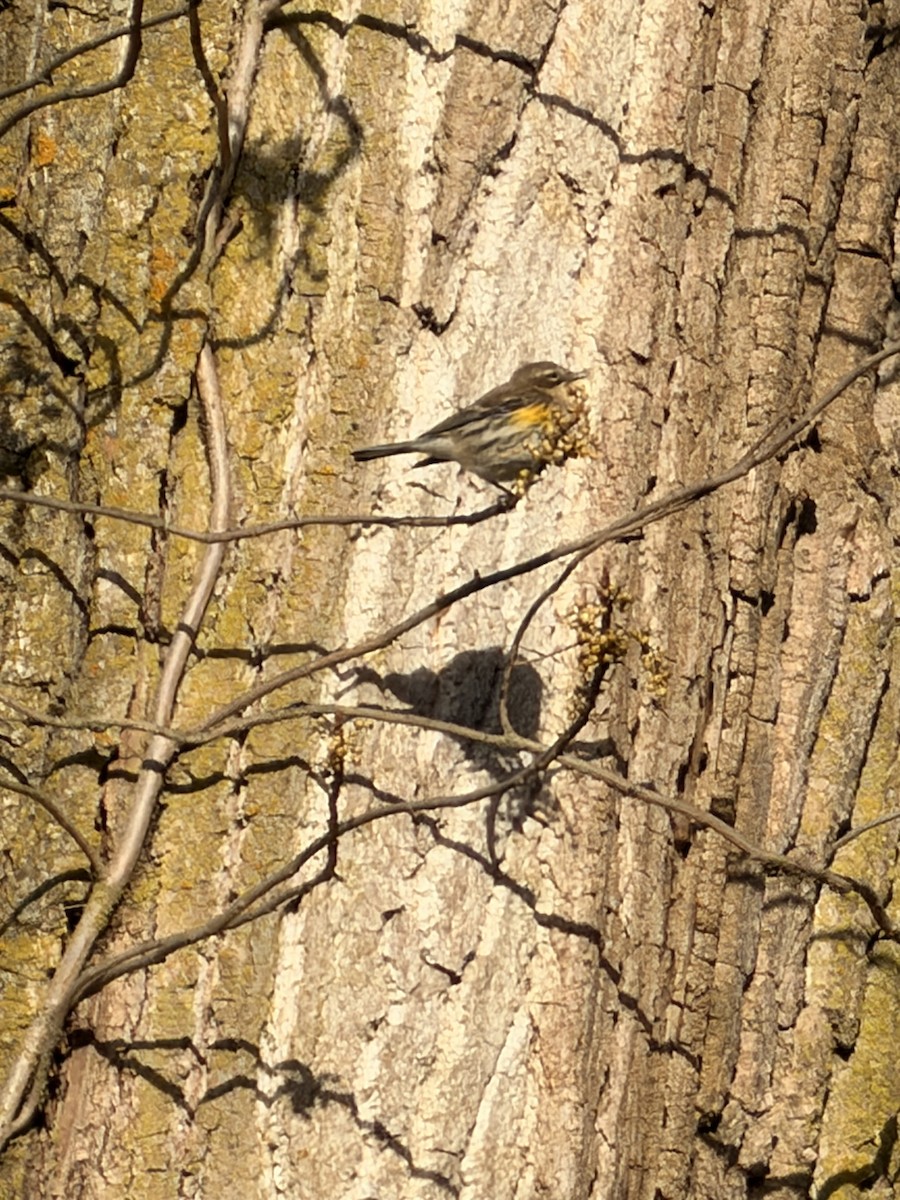 Yellow-rumped Warbler - ML643991837
