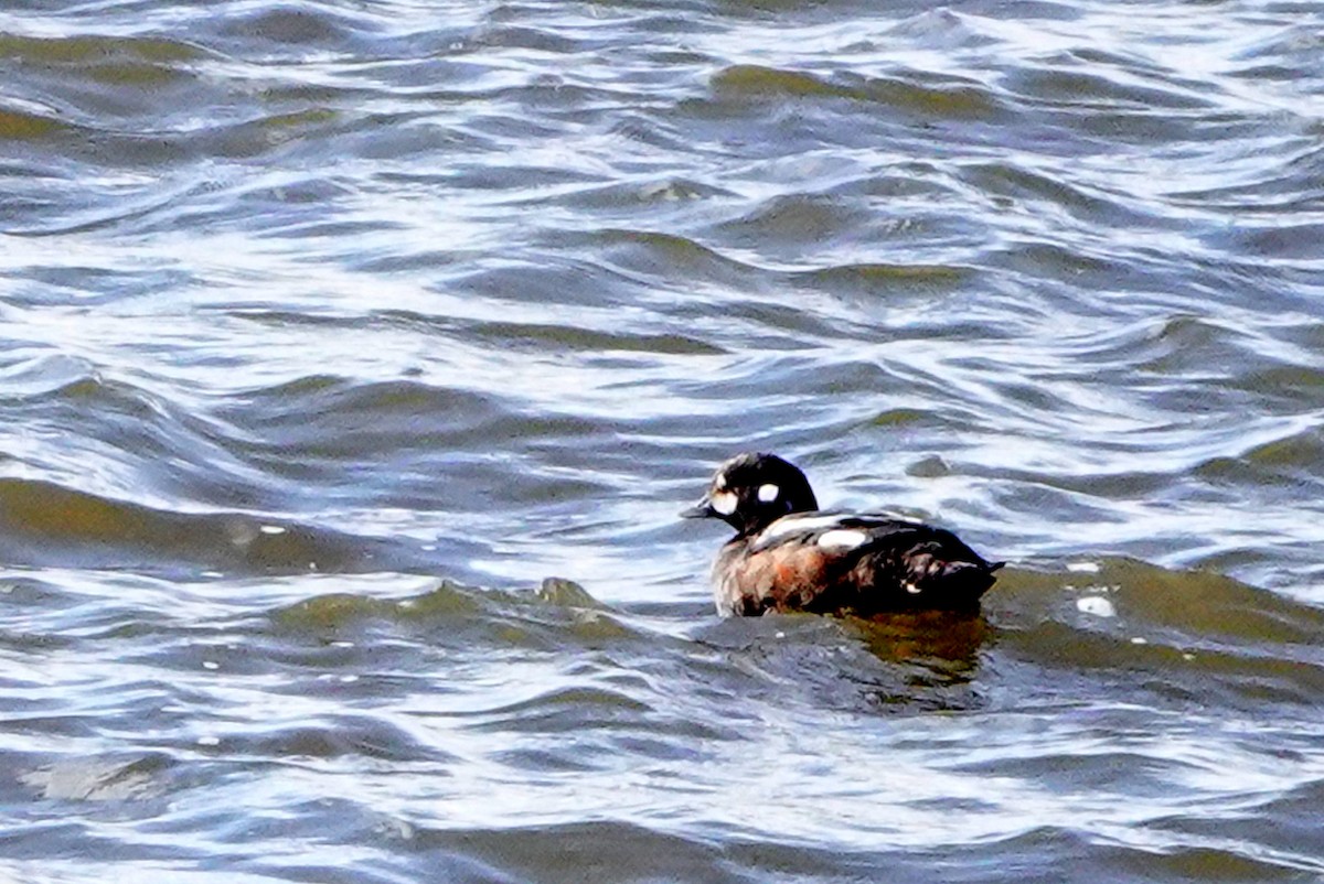 Harlequin Duck - ML643991839