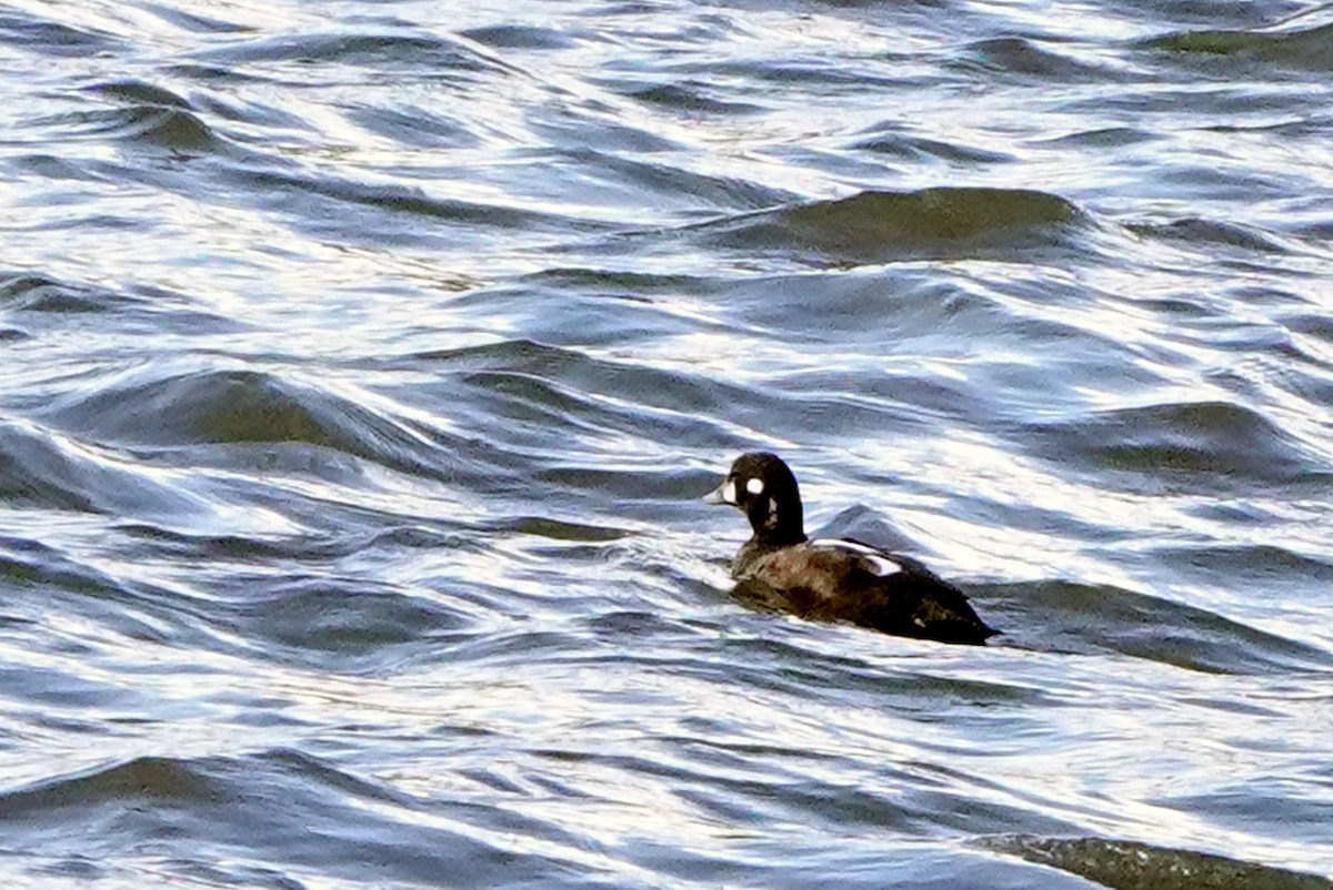 Harlequin Duck - ML643991847