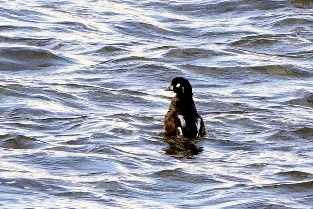 Harlequin Duck - ML643991854