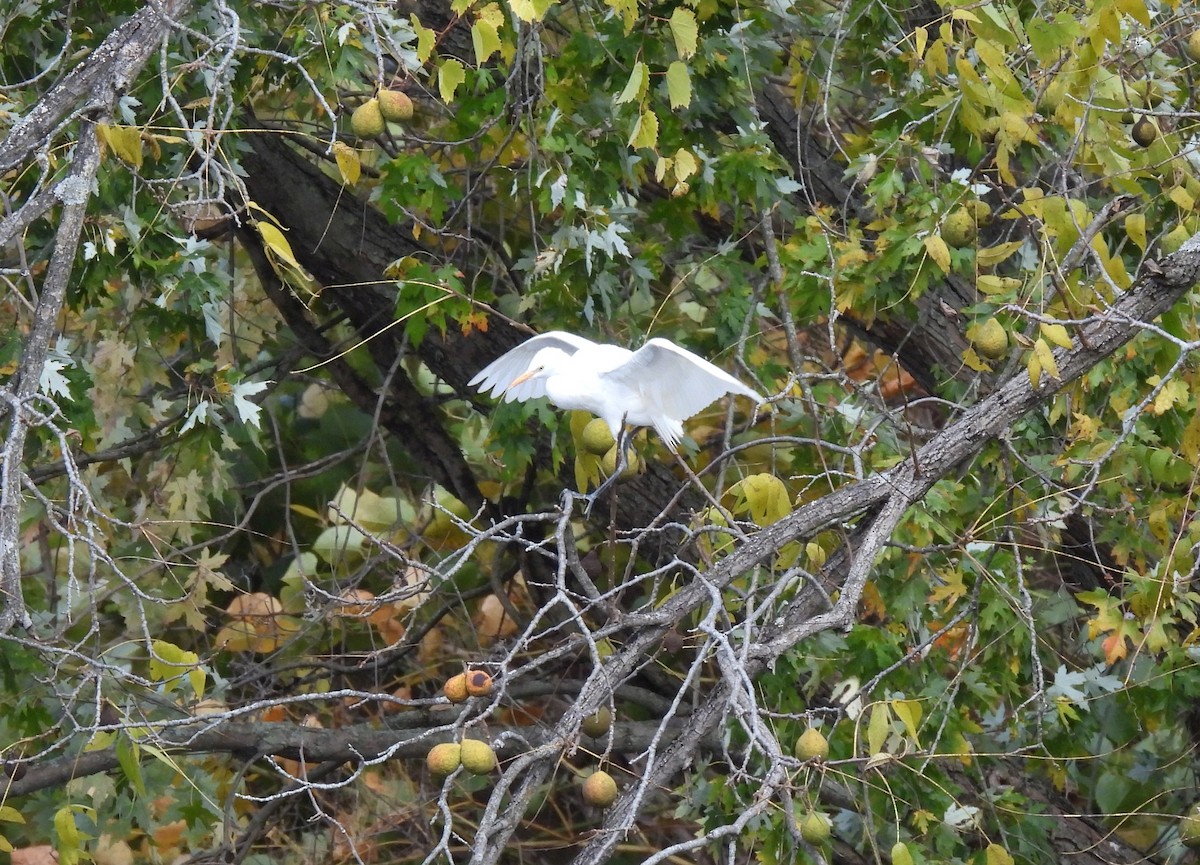 Western Cattle-Egret - ML643991866