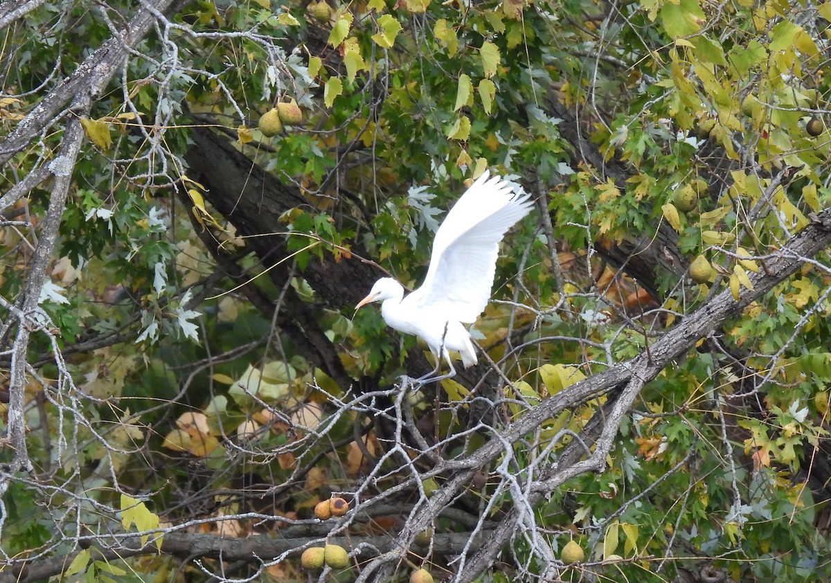 Western Cattle-Egret - ML643991867