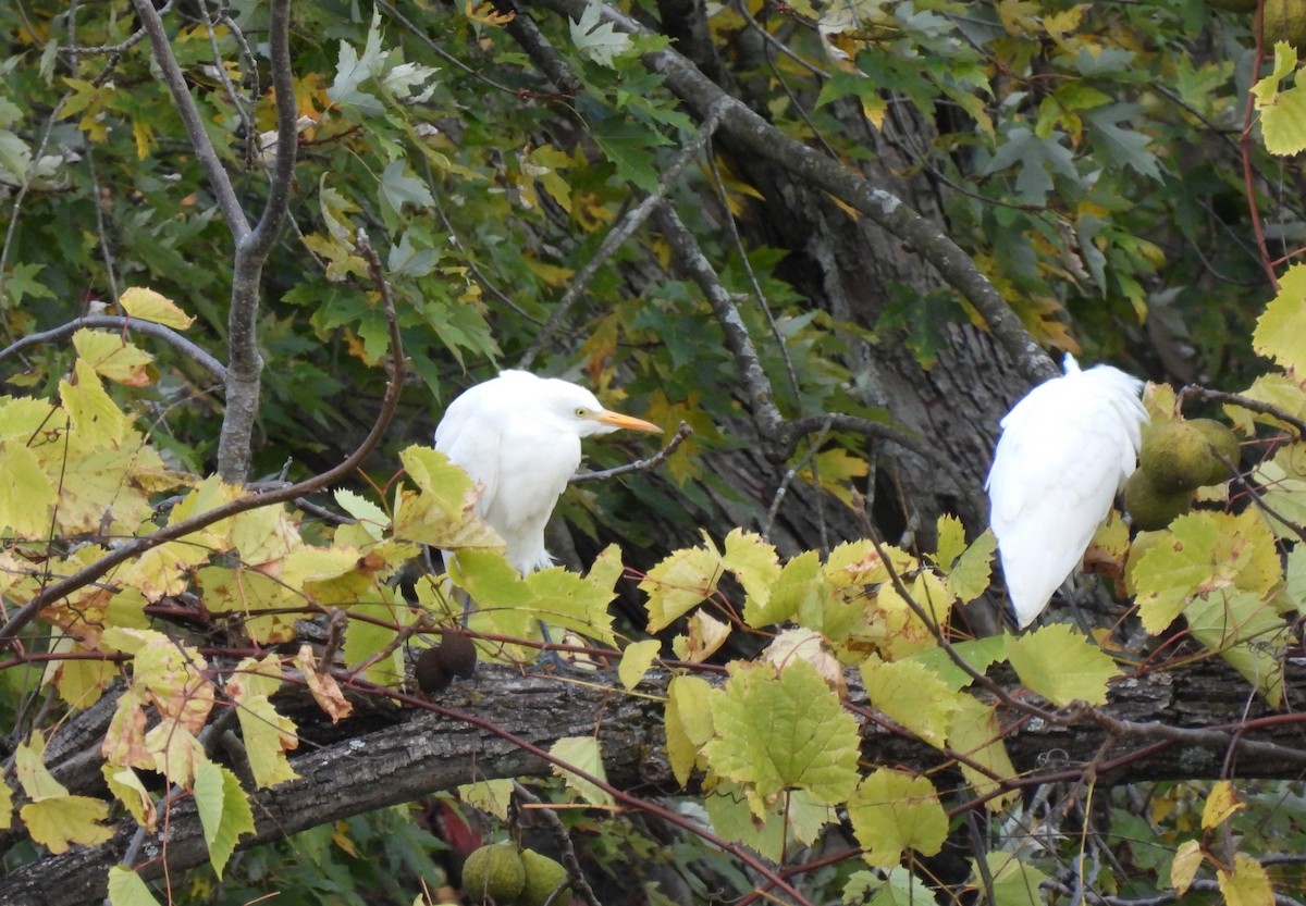 Western Cattle-Egret - ML643991868