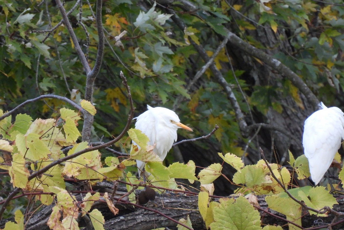 Western Cattle-Egret - ML643991869