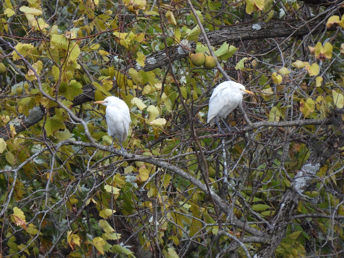Western Cattle-Egret - ML643991870
