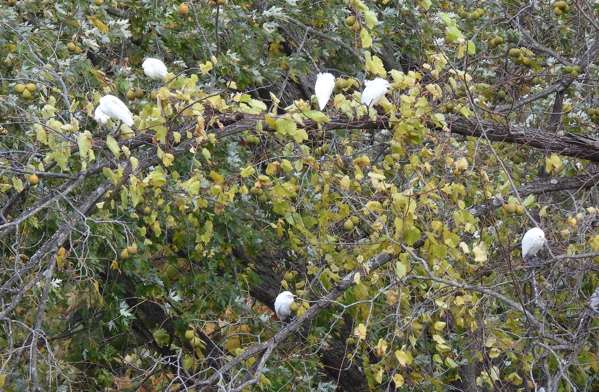 Western Cattle-Egret - ML643991871