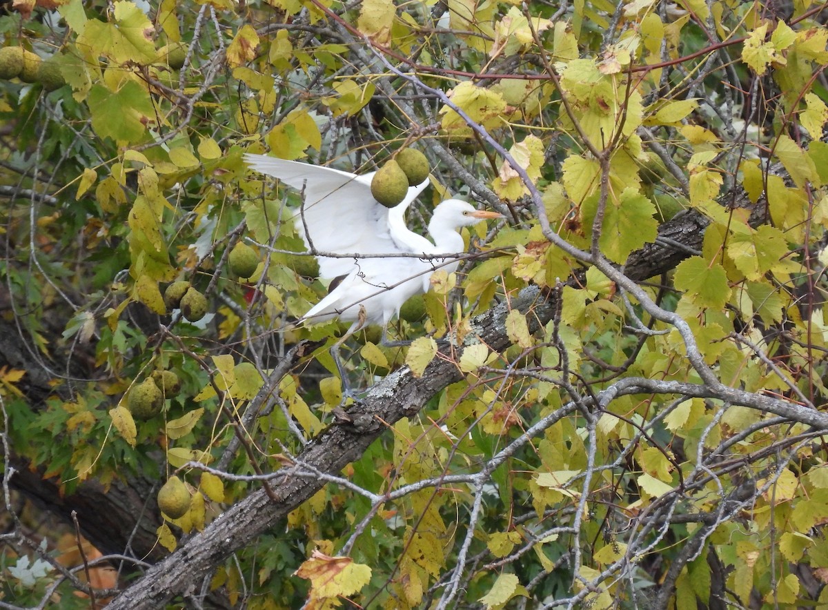 Western Cattle-Egret - ML643991872