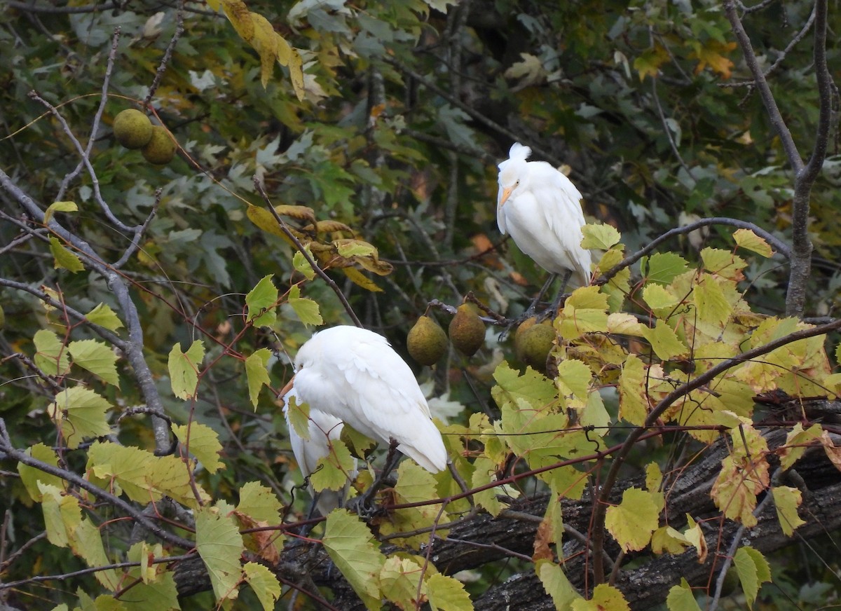 Western Cattle-Egret - ML643991873