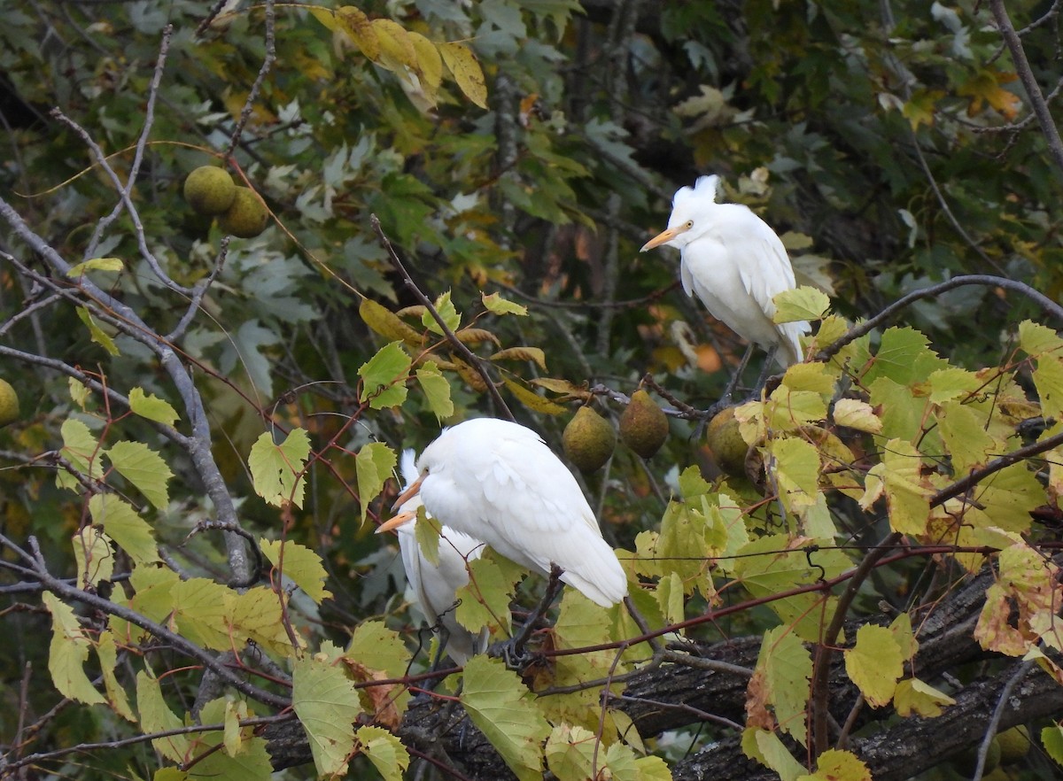 Western Cattle-Egret - ML643991874