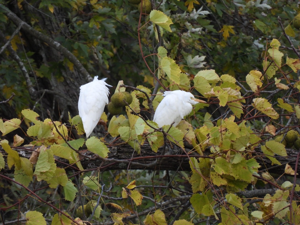 Western Cattle-Egret - ML643991875