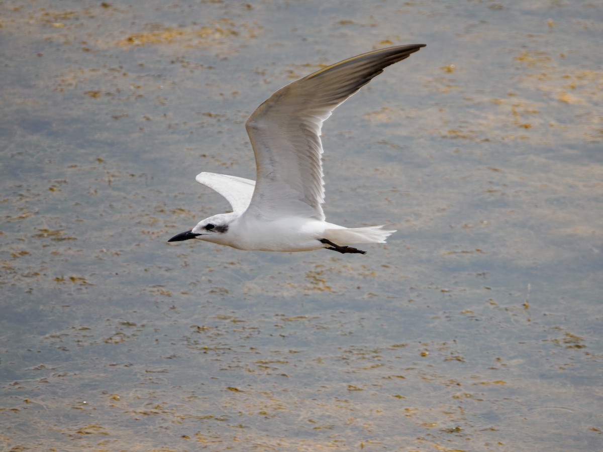 Gull-billed Tern - ML643991901
