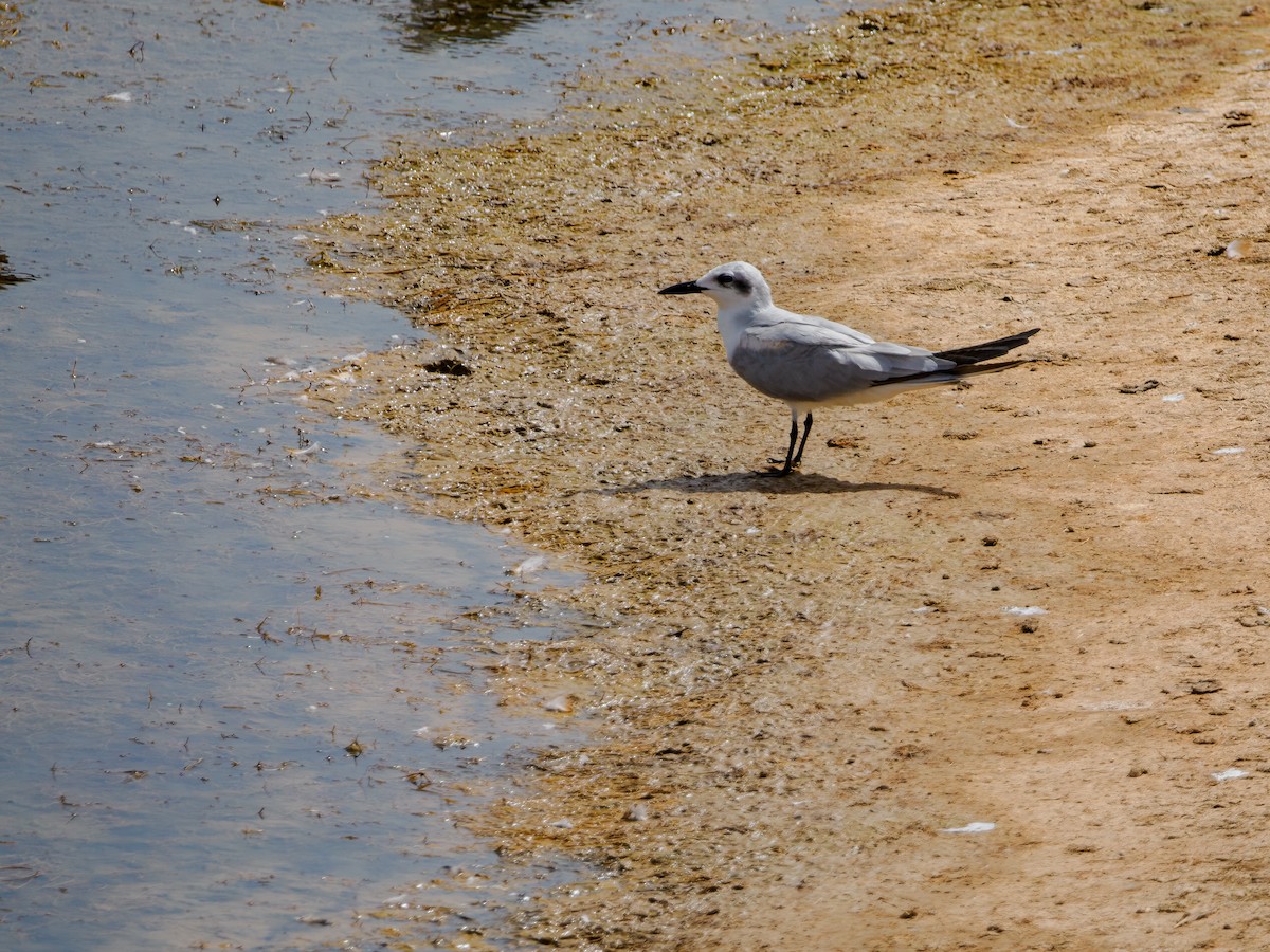 Gull-billed Tern - ML643991903