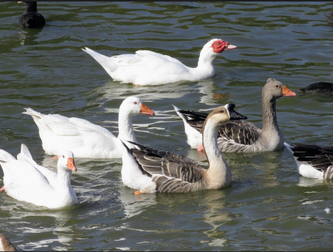 ノバリケン（家畜） - ML643991913