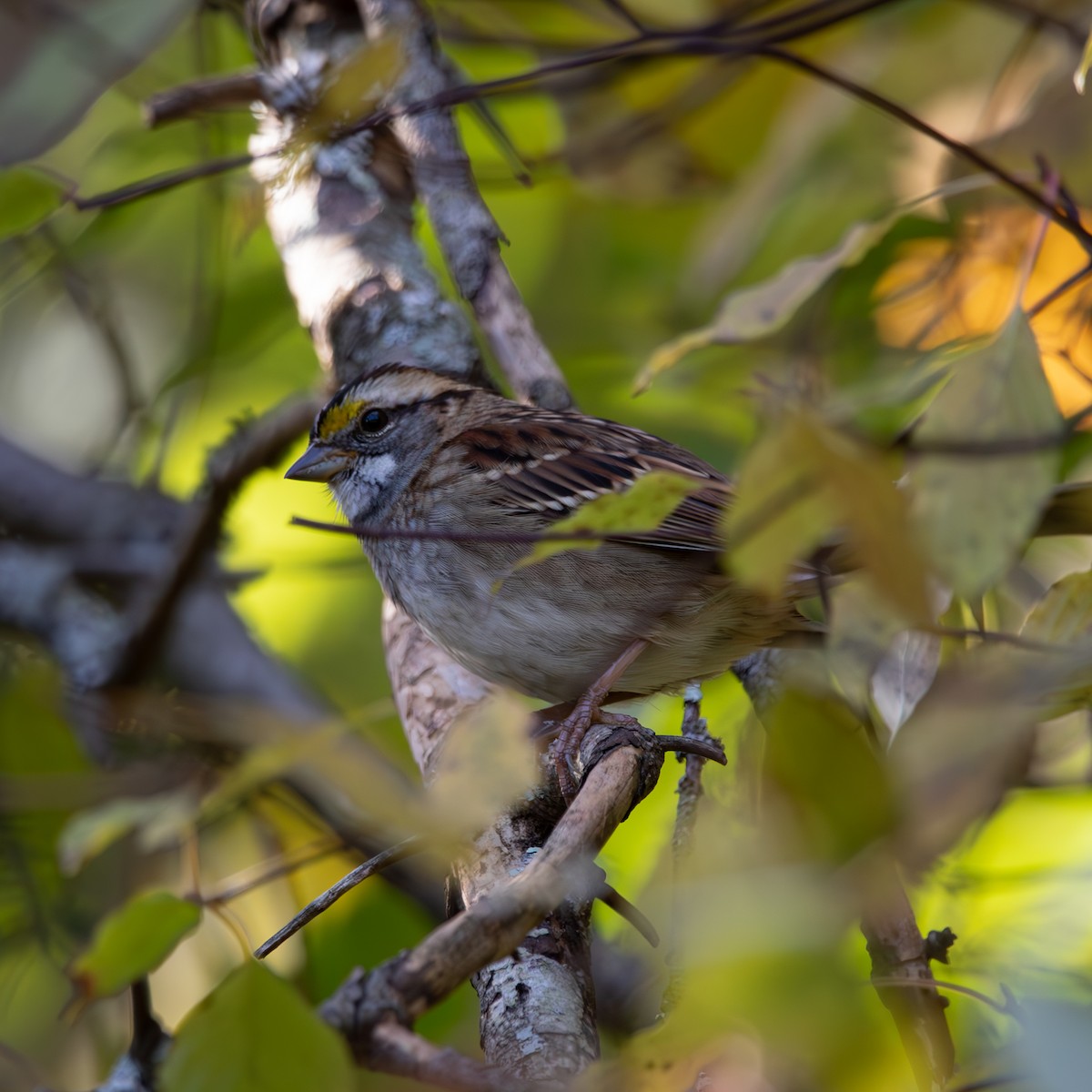 White-throated Sparrow - ML643991919