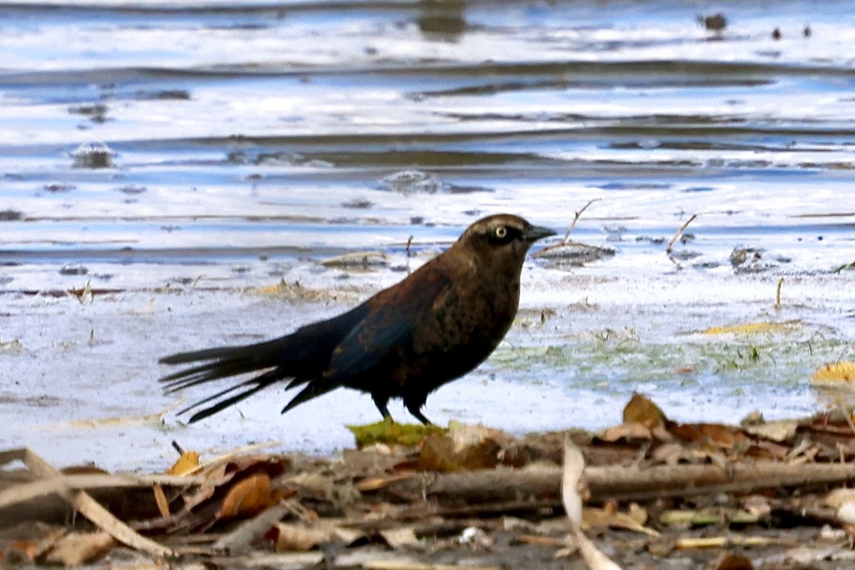 Rusty Blackbird - ML643991939