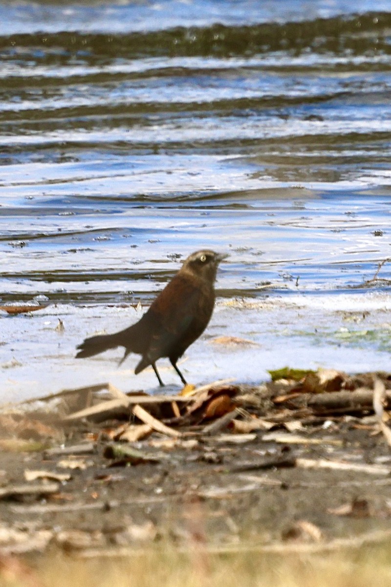 Rusty Blackbird - ML643991940