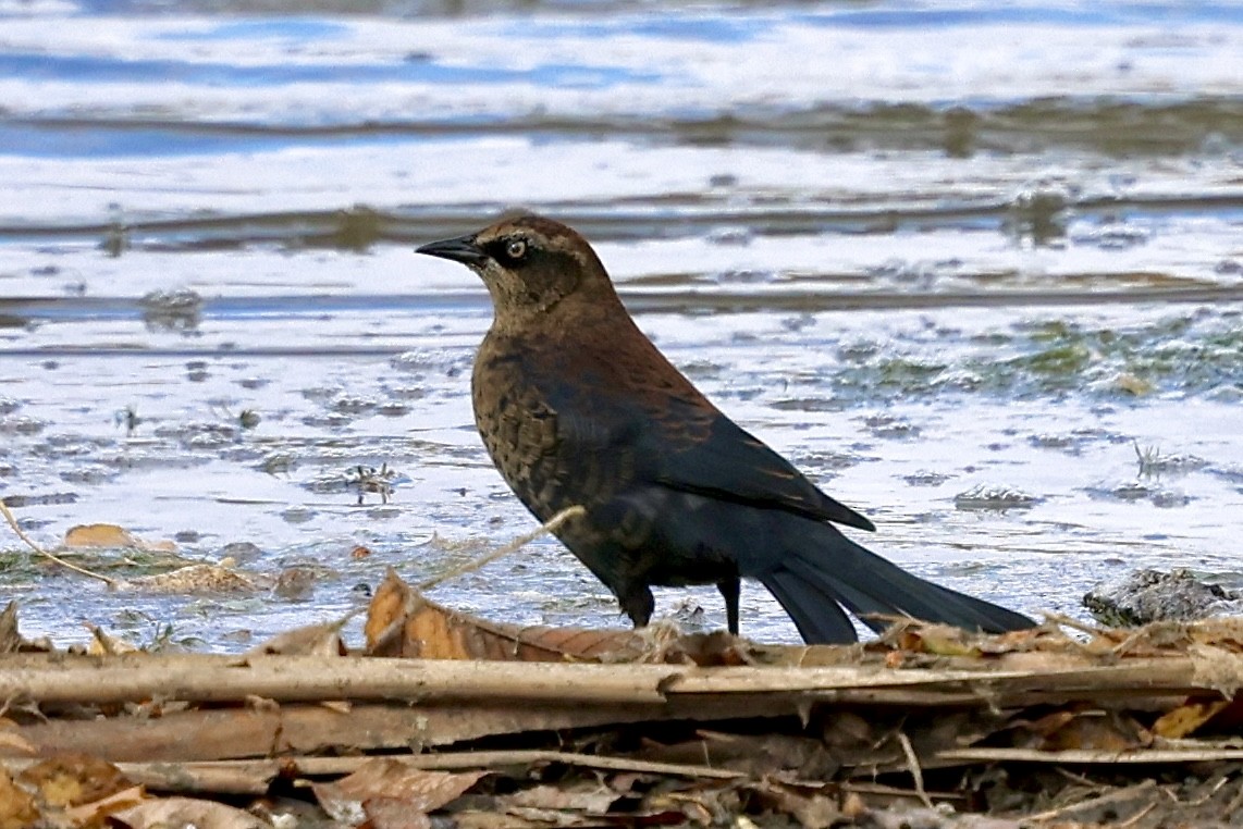 Rusty Blackbird - ML643991941
