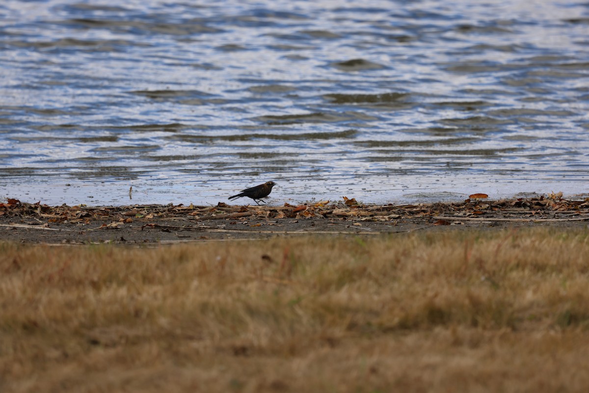 Rusty Blackbird - ML643991942