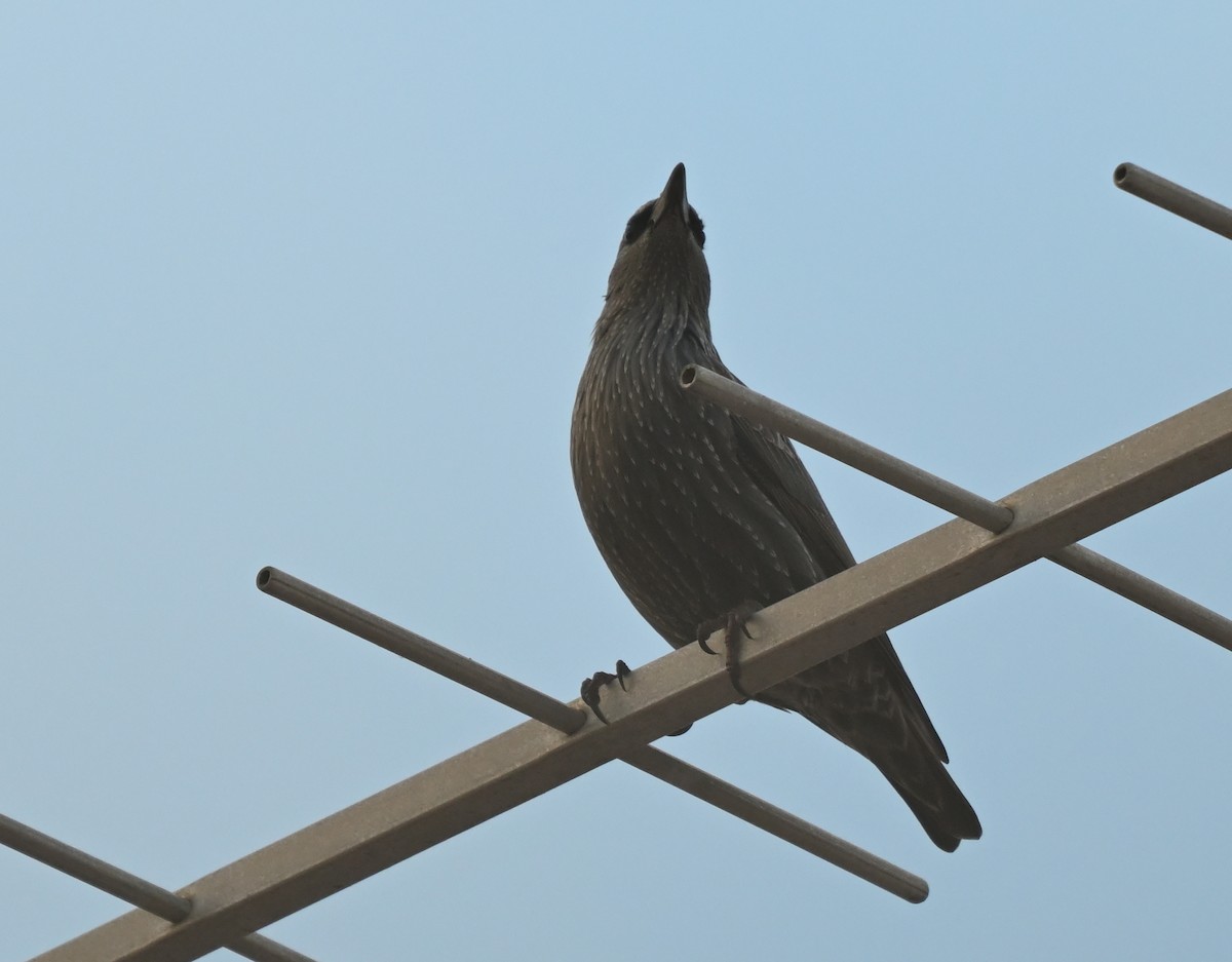 ホシムクドリ - ML643991947