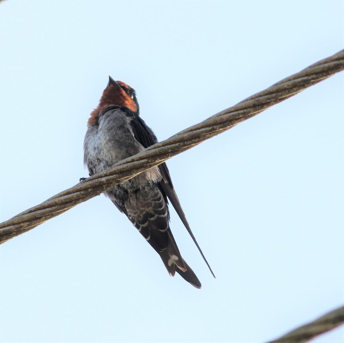 Hill Swallow - ML643991960