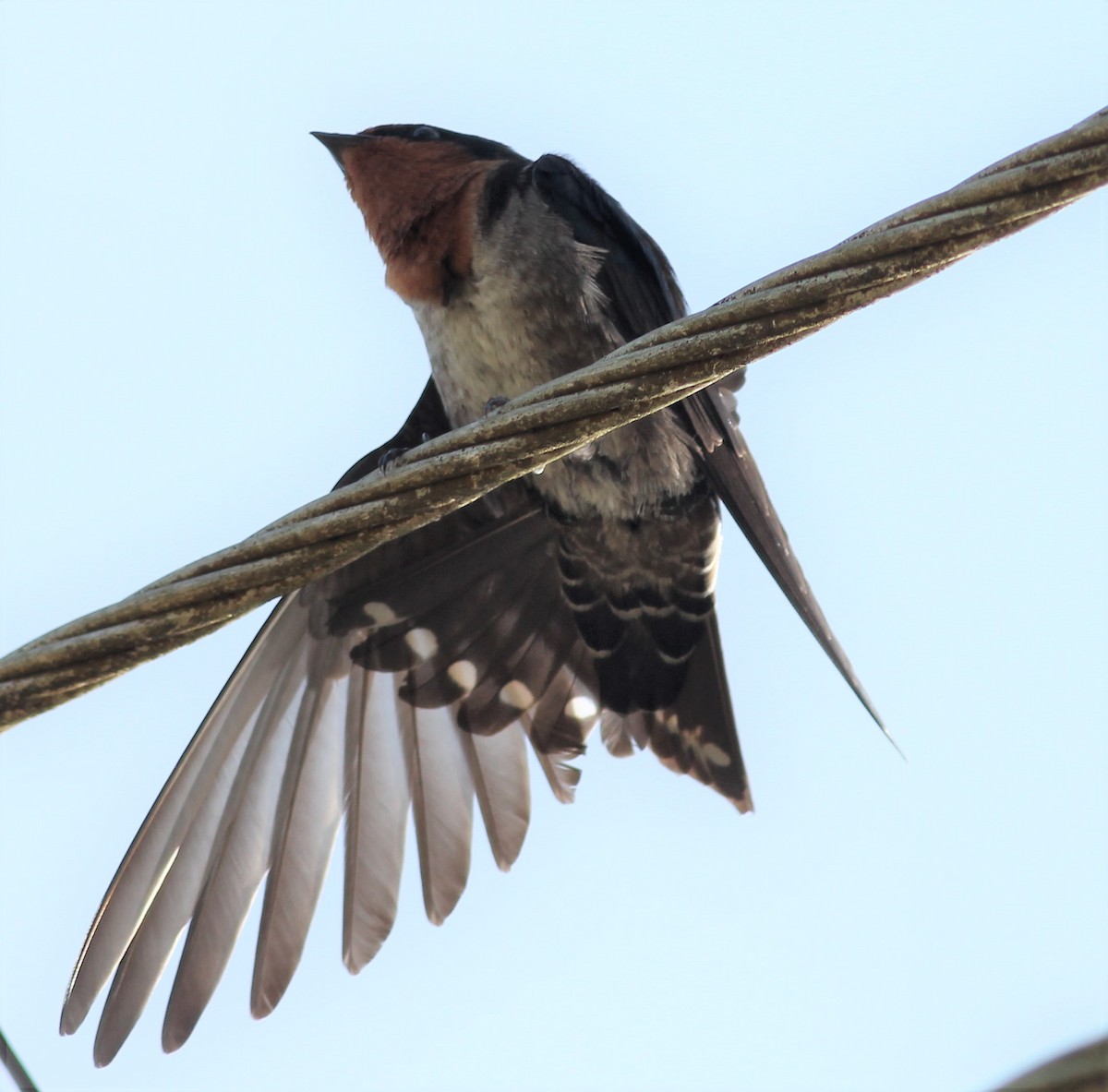 Hill Swallow - ML643991961